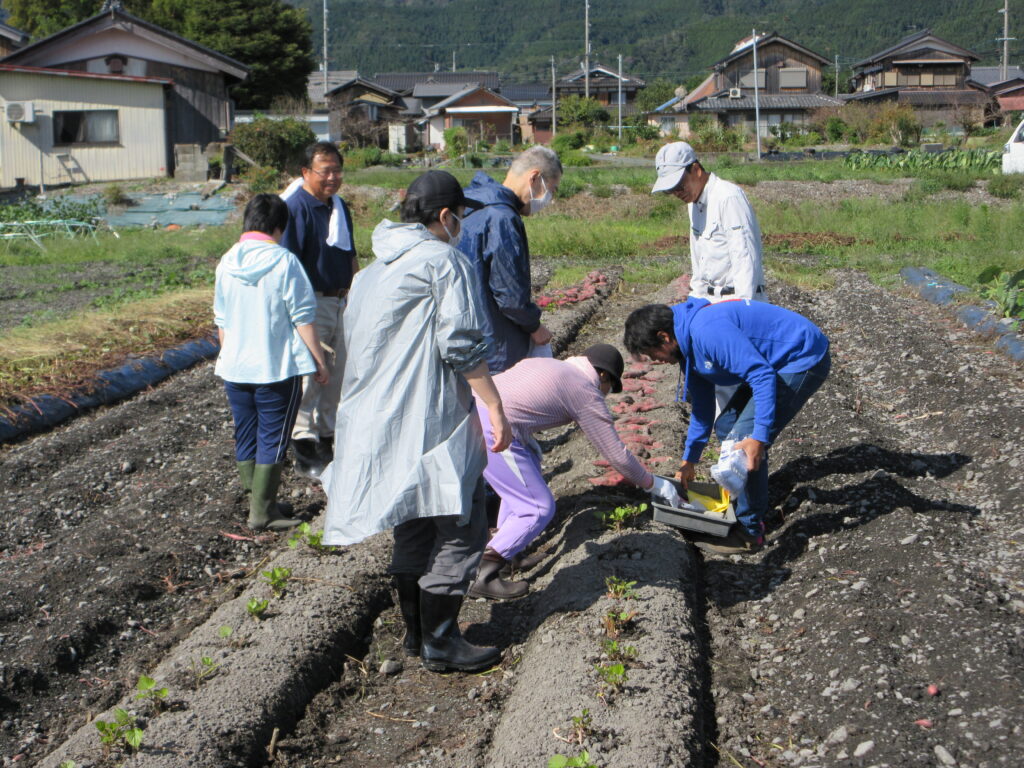 さつまいもの収穫