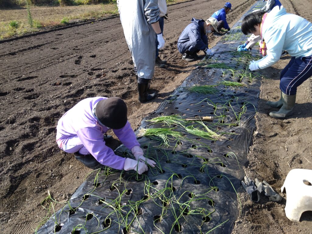 玉ねぎ植え