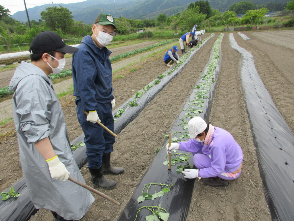 さつまいも植え